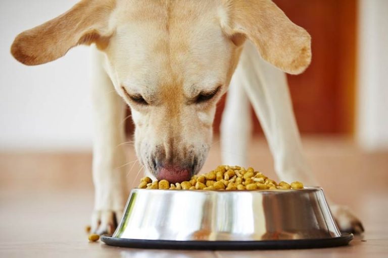 How for that finest And A Lot Of Healthy Dog Food Brand in India