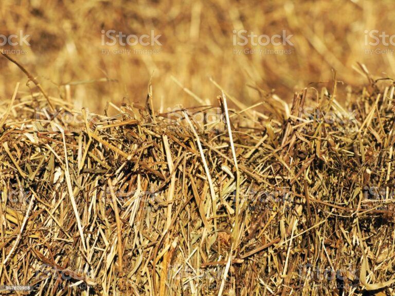 How To Differentiate Between Straw And Hay