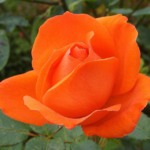 What the Orange Roses Mean to Your Relationship