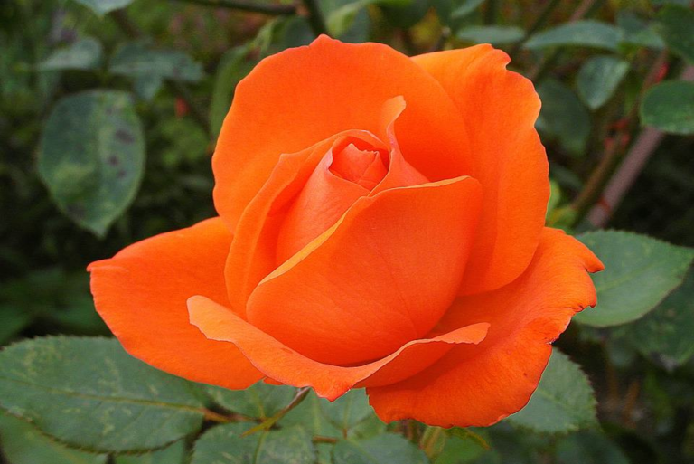 What the Orange Roses Mean to Your Relationship