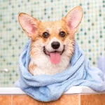 Ready for a makeover? Discover the Top Tips for Doggy Grooming Success